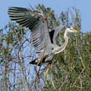 Great Blue Heron Landing On Tree Poster
