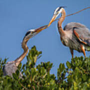 Great Blue Heron Nest Building Poster