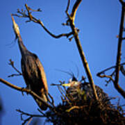 Great Blue Heron Nesting 2017 - 5 Poster