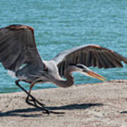 Great Blue Heron Plays With Fish #1 Poster