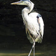 Great Blue Heron Standing Profile Poster