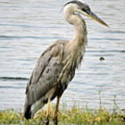 Great Blue Heron Poster