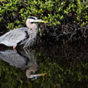 Great Blue Heron With Reflection Poster