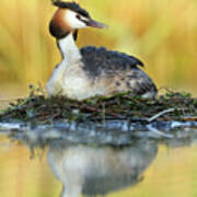 Great Creasted Grebe On Nest Poster