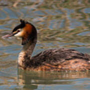 Great Crested Grebe Poster
