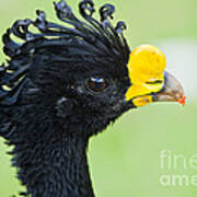 Great Curassow Male Poster