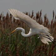 Great Egret And Grass Poster