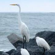 Great Egret And Snowy Egrets Poster