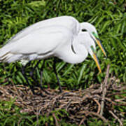 Great Egret Couple Poster