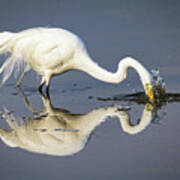 Great Egret Diving For Lunch Poster