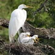 Great Egret Family Poster