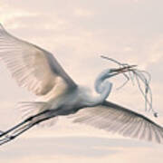Great Egret With Nesting Material Poster