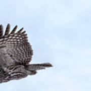 Great Gray Owl In Flight Poster
