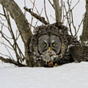 Great Grey Owl And Vole Poster