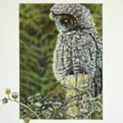 Great Grey Owl Poster