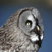 Great Grey Owl Poster