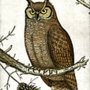 Great Horned Owl Poster