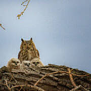 Great Horned Owl Family Poster