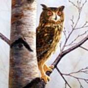 Great Horned Owl In Birch Poster