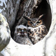 Great Horned Owl Nest Poster