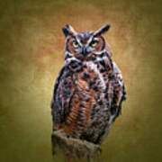 Great Horned Owl No 2 Poster