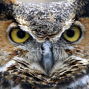 Great Horned Owl Smithtown New York Poster