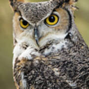Great Horned Owl Poster