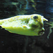 Great Longhorn Cowfish Swimming Along Underwater Poster
