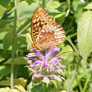 Great Spangled Fritillary On Bee Balm Flower Poster