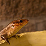 Greater Brown Skink Poster