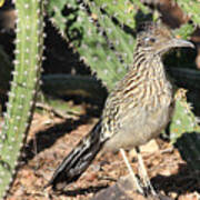 Greater Roadrunner Poster