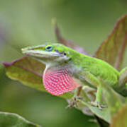 Green Anole Poster