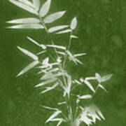 Green Bamboo 3- Art By Linda Woods Poster