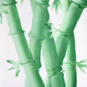 Green  Bamboo Poster