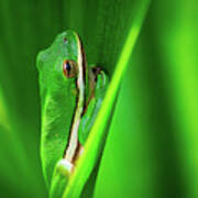 Green Frog In Vegetation Poster