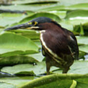 Green Heron With Damselfly Poster