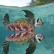 Green Sea Turtle Poster