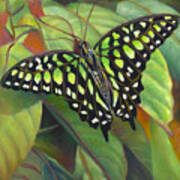 Green Tailed Jay Butterfly Poster