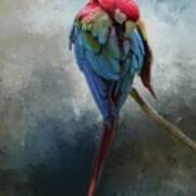 Green-winged Macaw Poster