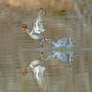 Green-winged Teal Duck Poster