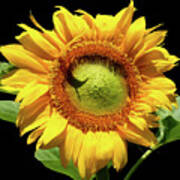 Greenburst Sunflower Poster