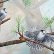 Grey Jays In A Jack Pine Poster