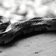 Grey Rat Snake Poster