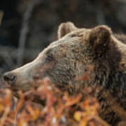 Grizzly Bear Portrait In Fall Poster