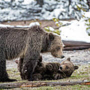 Grizzly Cub With Mother Poster