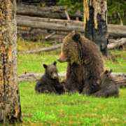 Grizzly Family Gathering Poster