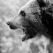 Grizzly Growl Black And White Poster
