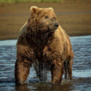 Grizzly On Alert Poster