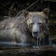 Grizzly Poster