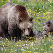 Grizzly Sow And Cub In Summer Flowers Poster
